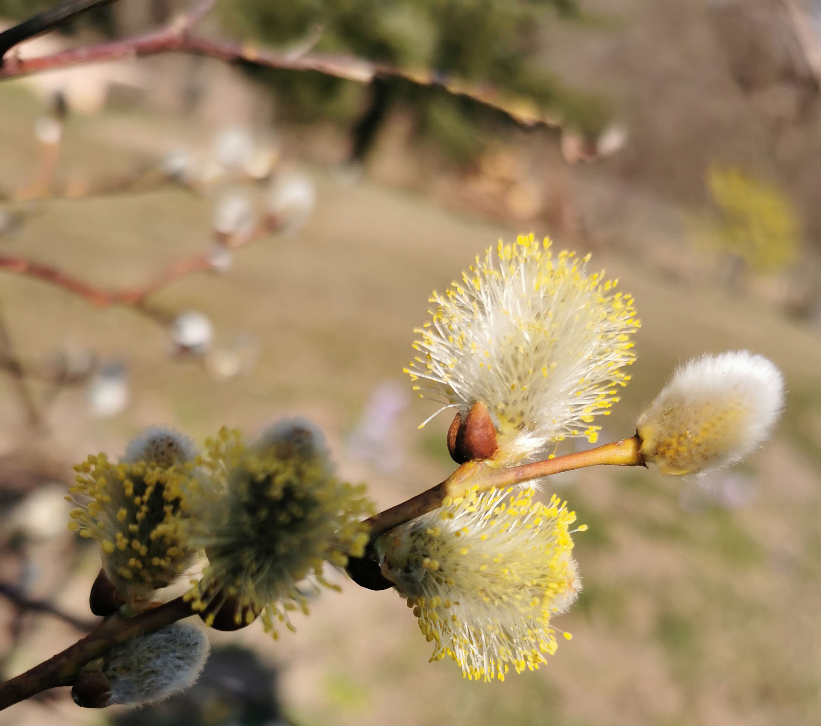 Symbolbild Zweig Weidenkätzchen Symbolbild Zweig Weidenkätzchen